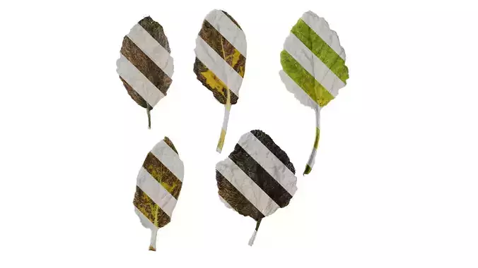 Anydrafts Salvia argentea artemis Leaf 01 Texture