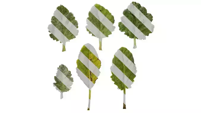 Anydrafts Salvia argentea artemis Leaf 02 F