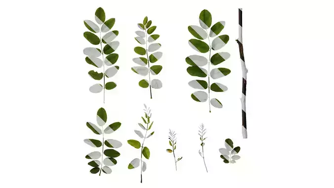 Anydrafts Robinia pseudoacacia purple robe Leaf 02 Texture