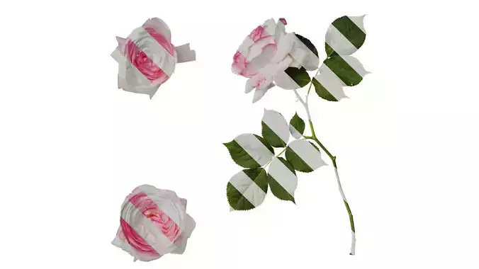 Anydrafts Rosa chinensis Atlas 18