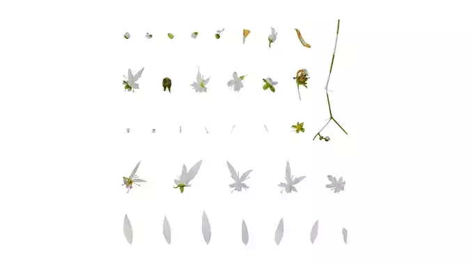 Anydrafts Saxifraga stolonifera Flower 01