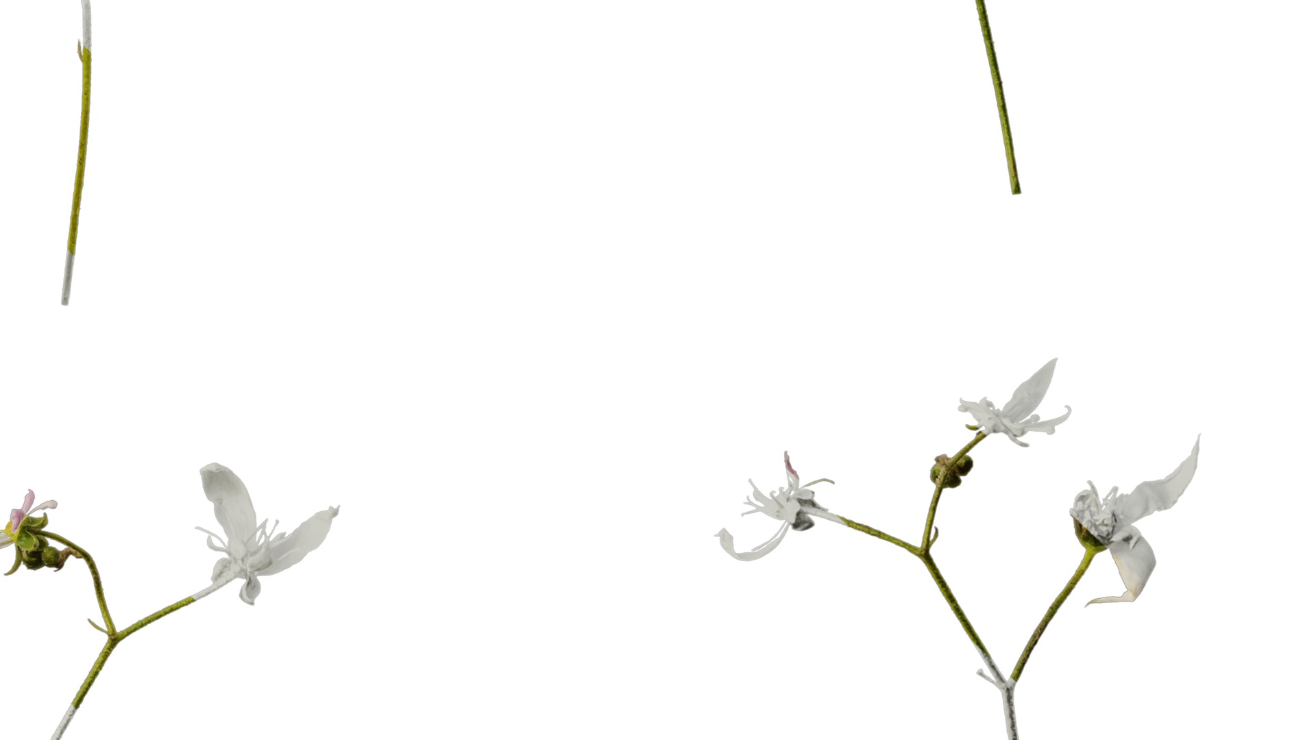 Anydrafts Saxifraga stolonifera Flower 02 Texture_6