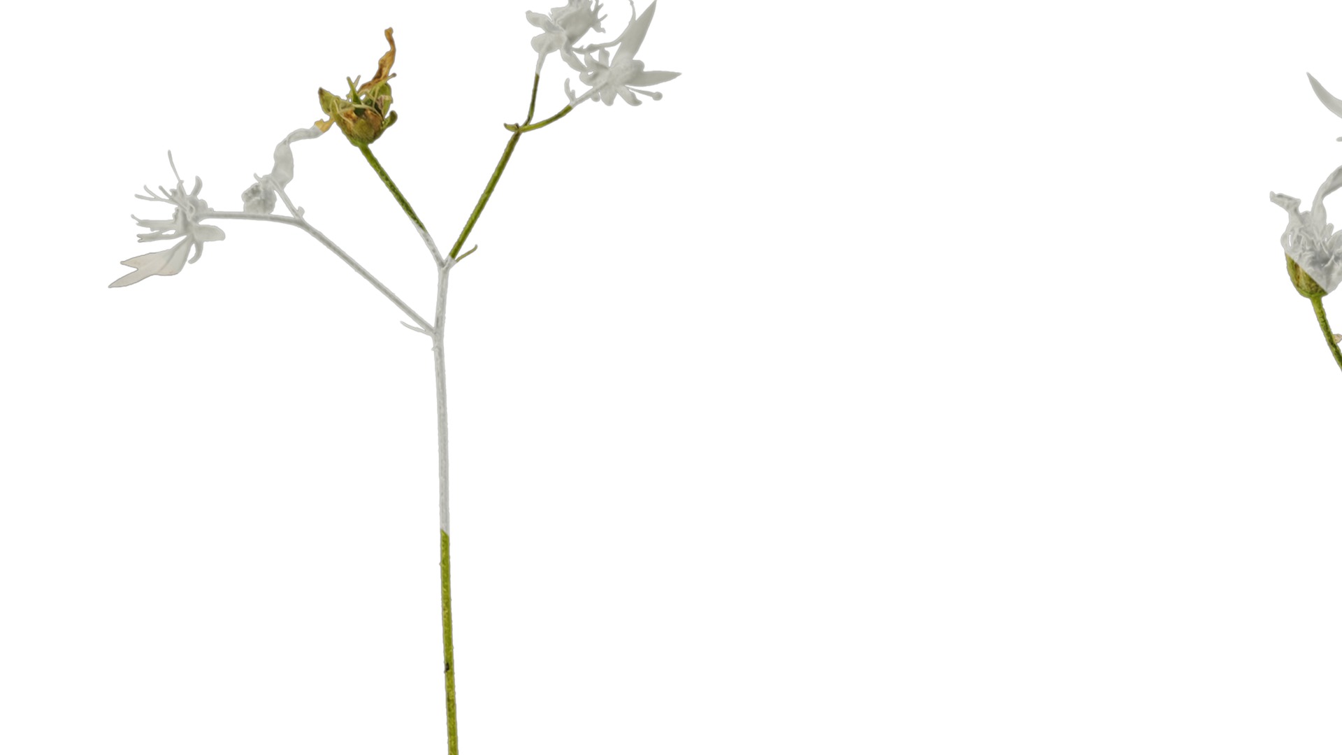 Anydrafts Saxifraga stolonifera Flower 02 Texture_1