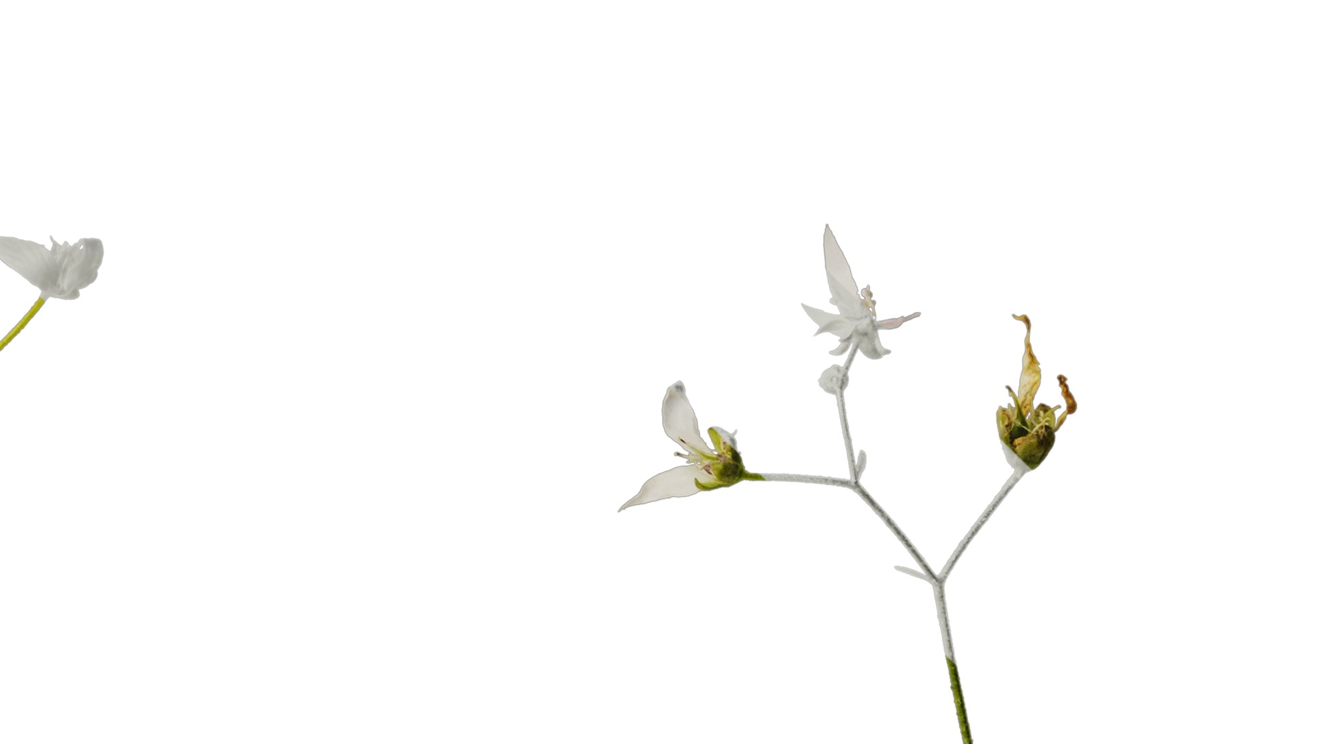 Anydrafts Saxifraga stolonifera Flower 02 Texture_4