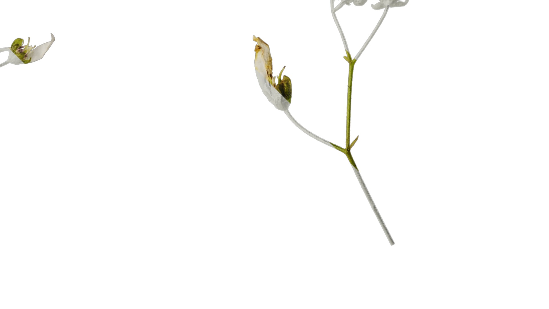 Anydrafts Saxifraga stolonifera Flower 02 Texture_2