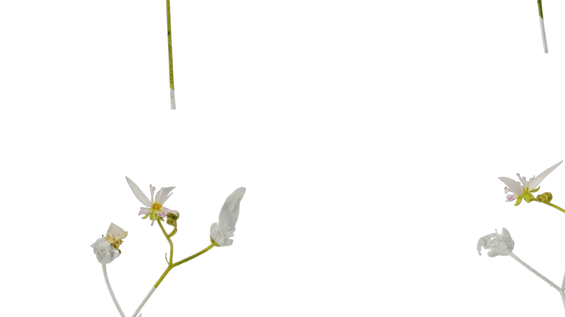 Anydrafts Saxifraga stolonifera Flower 02 Texture_3