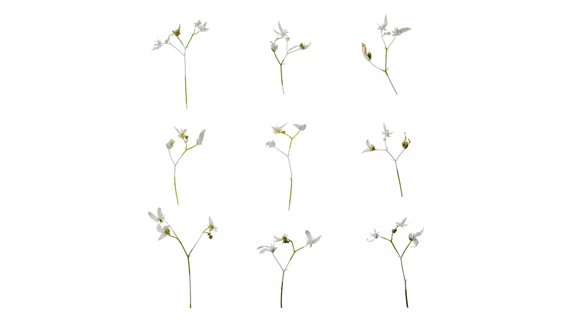 Anydrafts Saxifraga stolonifera Flower 02 Texture_0