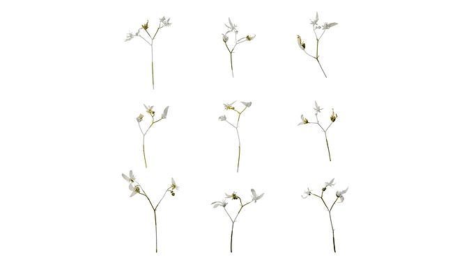 Anydrafts Saxifraga stolonifera Flower 02 Texture