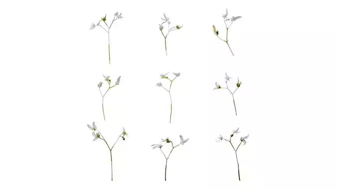 Anydrafts Saxifraga stolonifera Flower 02