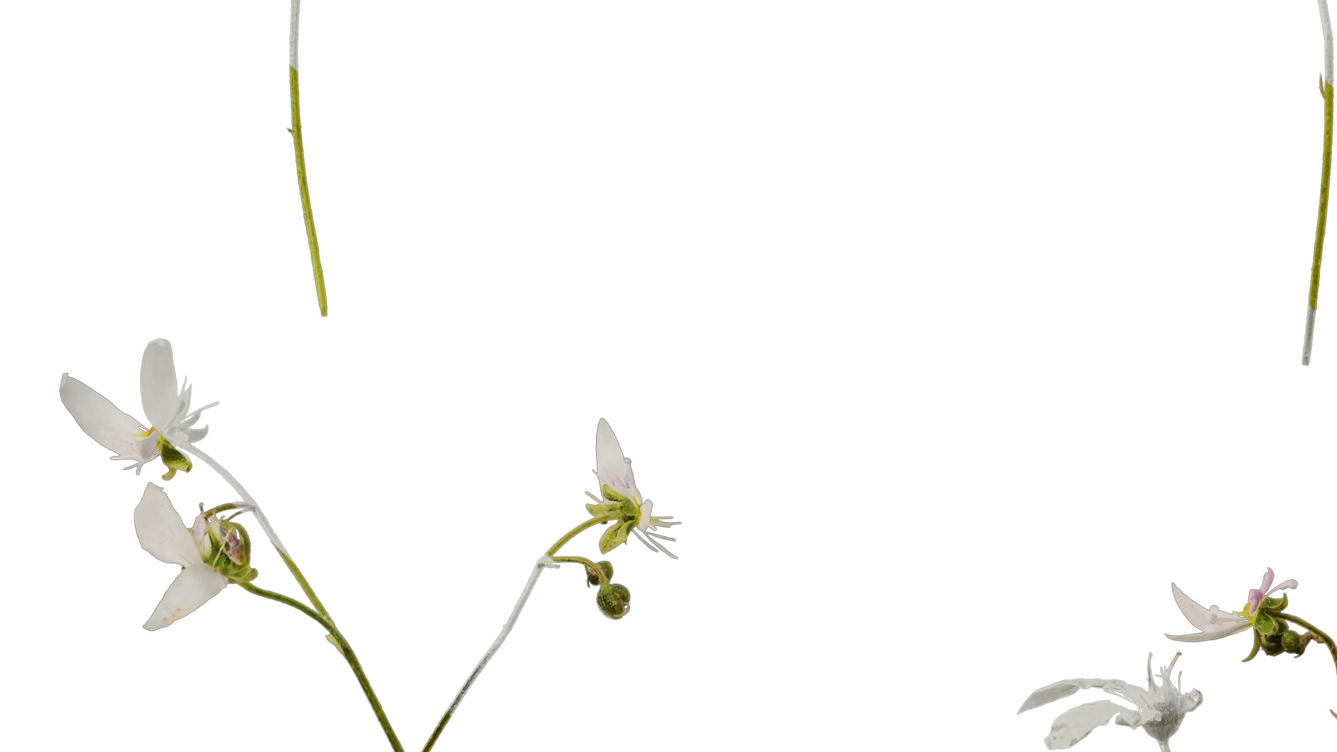 Anydrafts Saxifraga stolonifera Flower 02 Texture_5