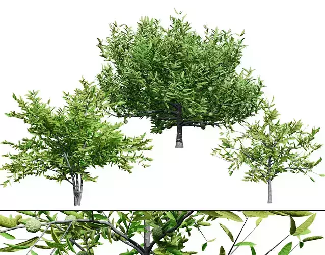 Sugar apple tree Annona squamosa - Realistic 3D Model