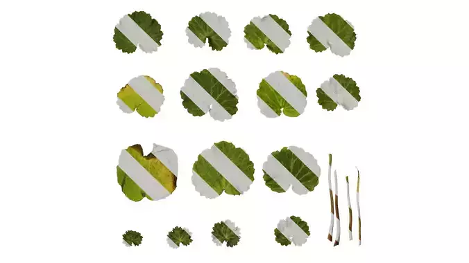 Anydrafts Saxifraga stolonifera Leaf 01 F