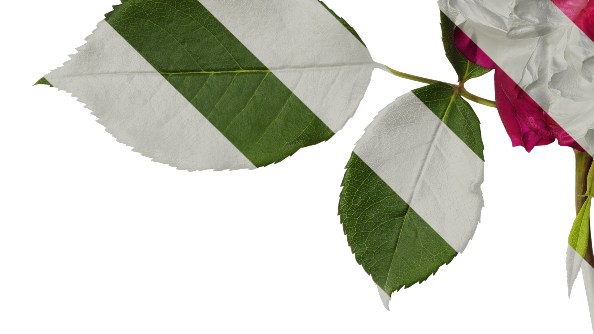 Anydrafts Rosa chinensis Flower 24 Texture_3