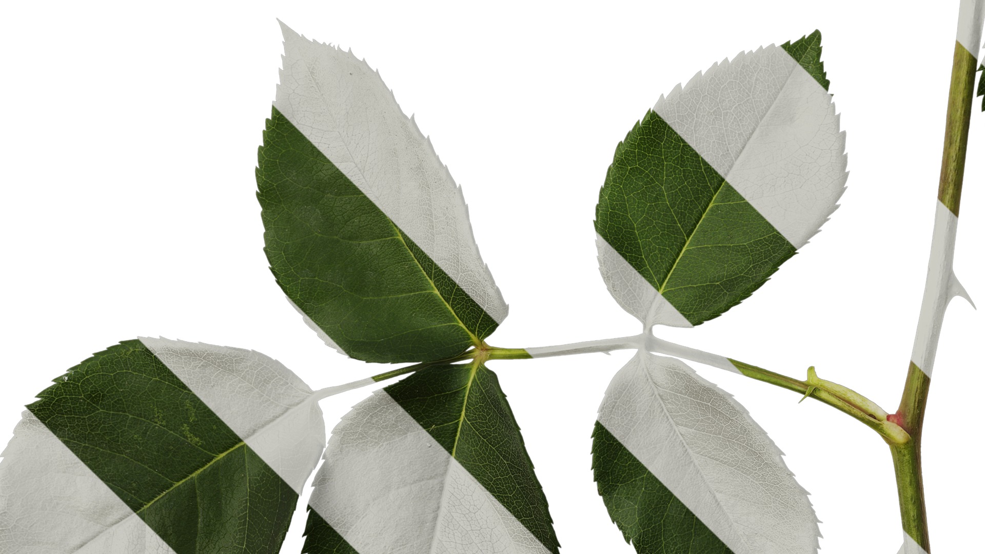 Anydrafts Rosa chinensis Flower 24 Texture_5