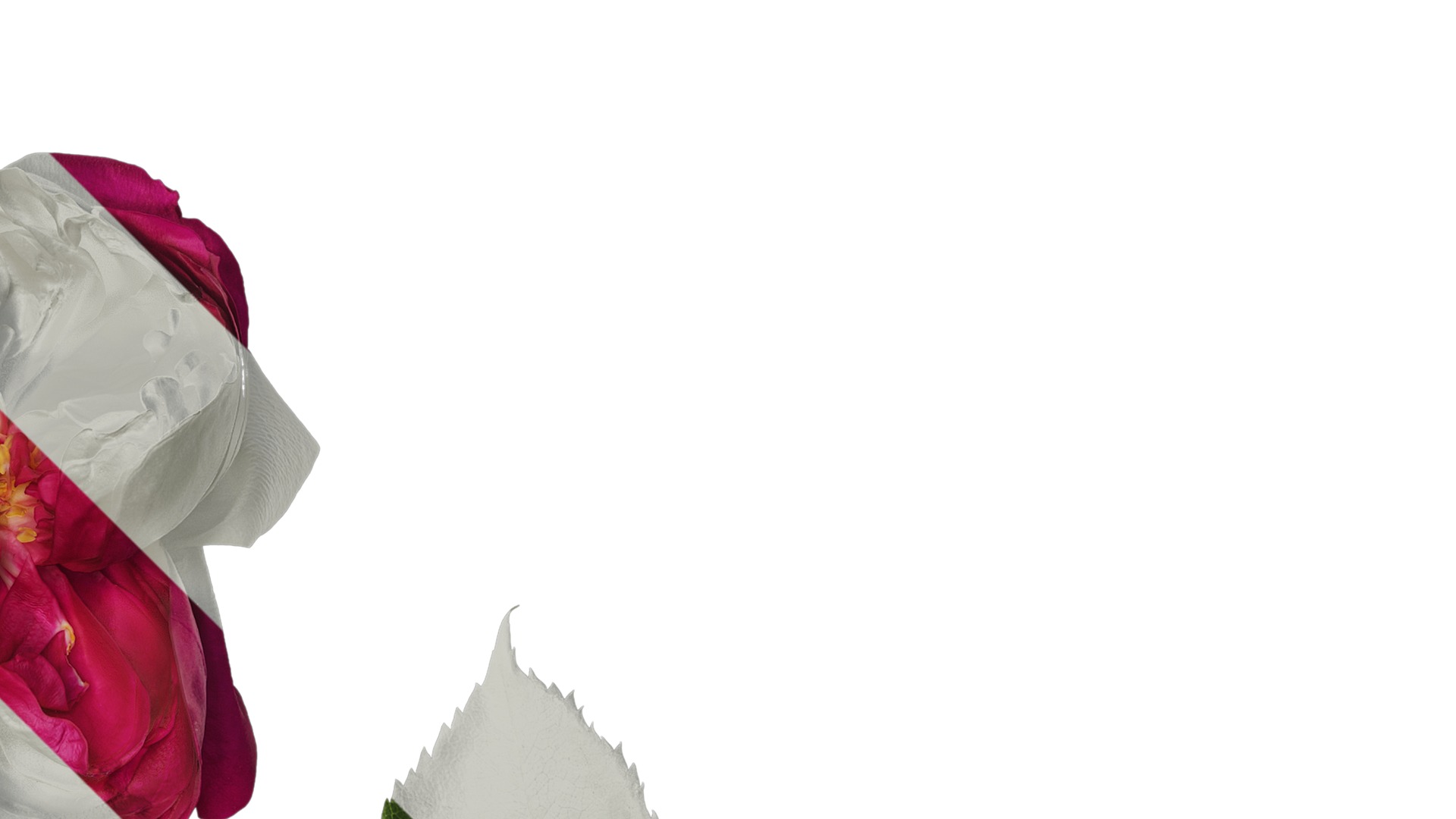 Anydrafts Rosa chinensis Flower 24 Texture_2