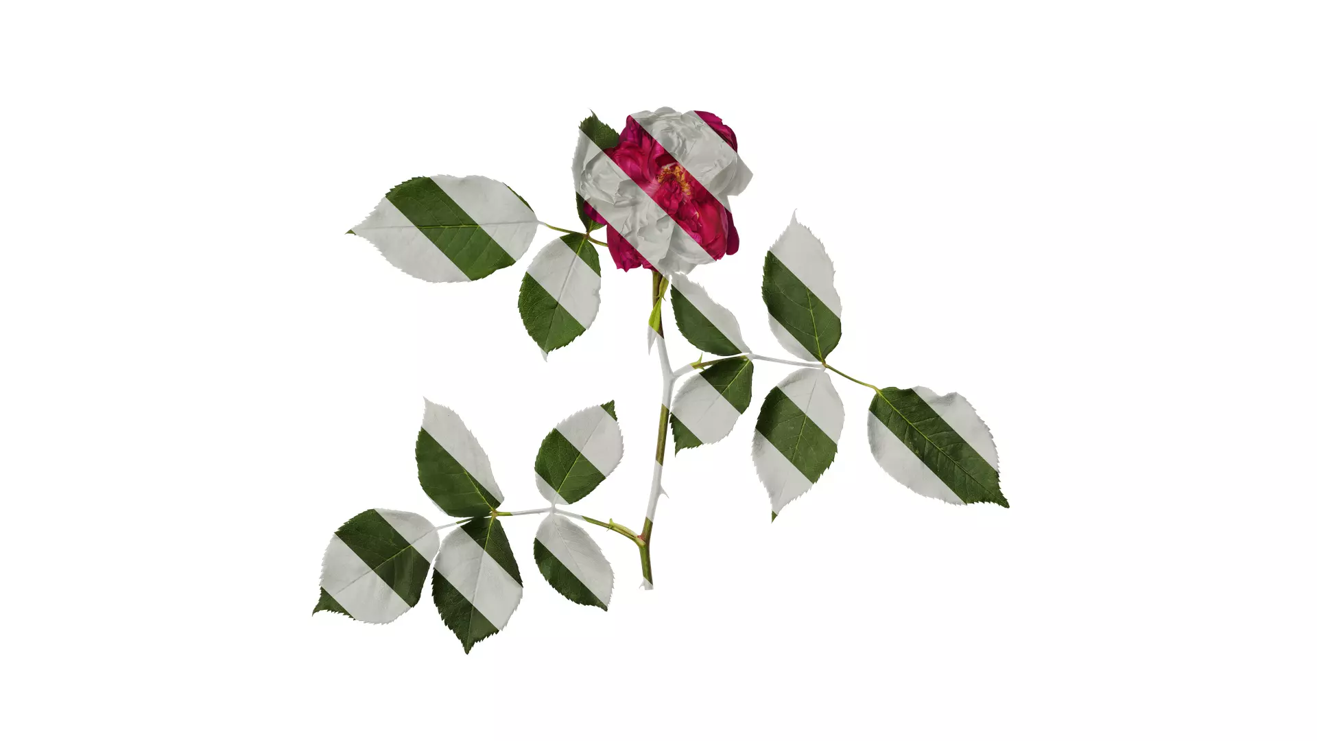 Anydrafts Rosa chinensis Flower 24 Texture_0