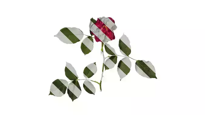 Anydrafts Rosa chinensis Flower 24