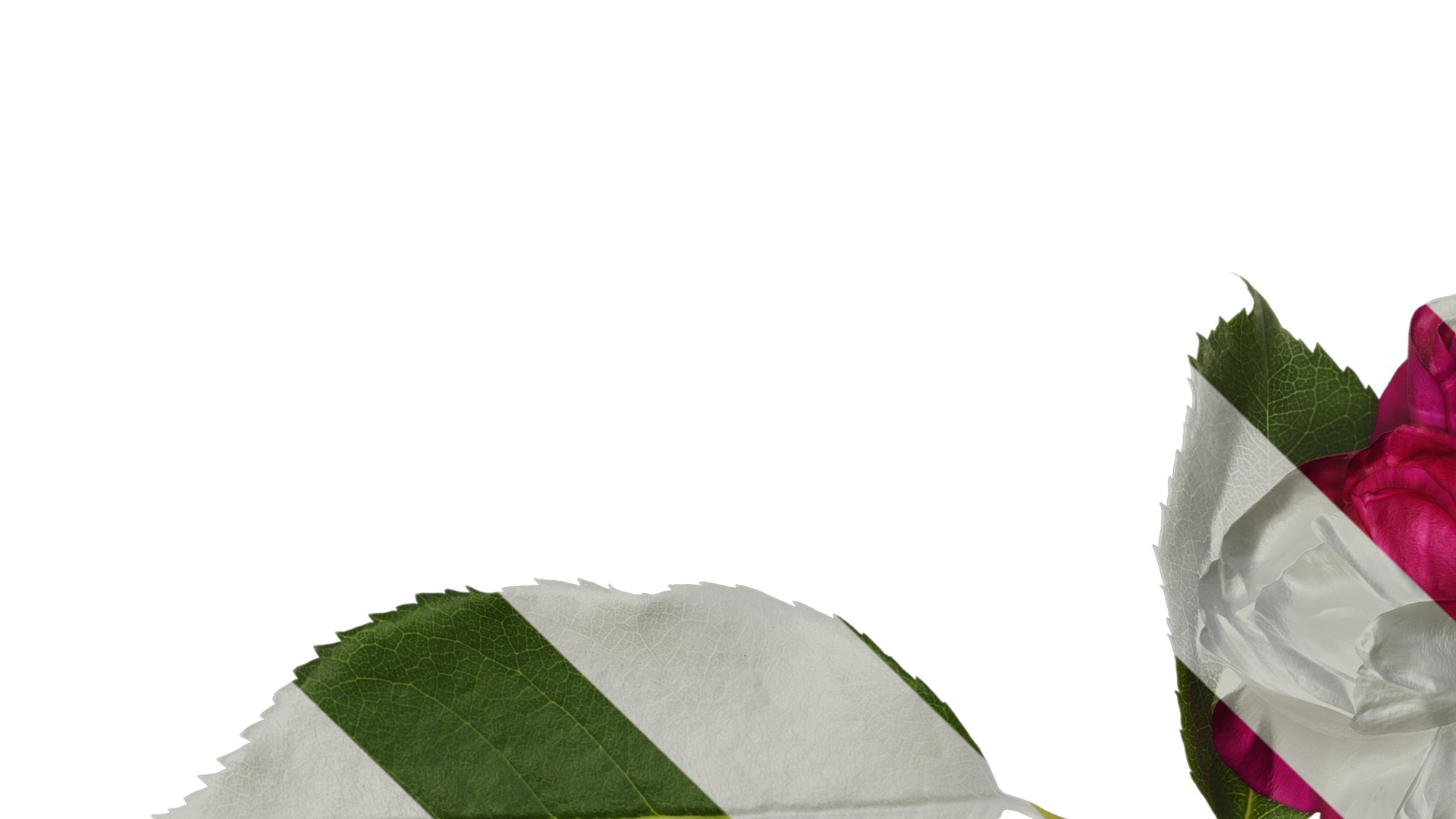 Anydrafts Rosa chinensis Flower 24 Texture_1