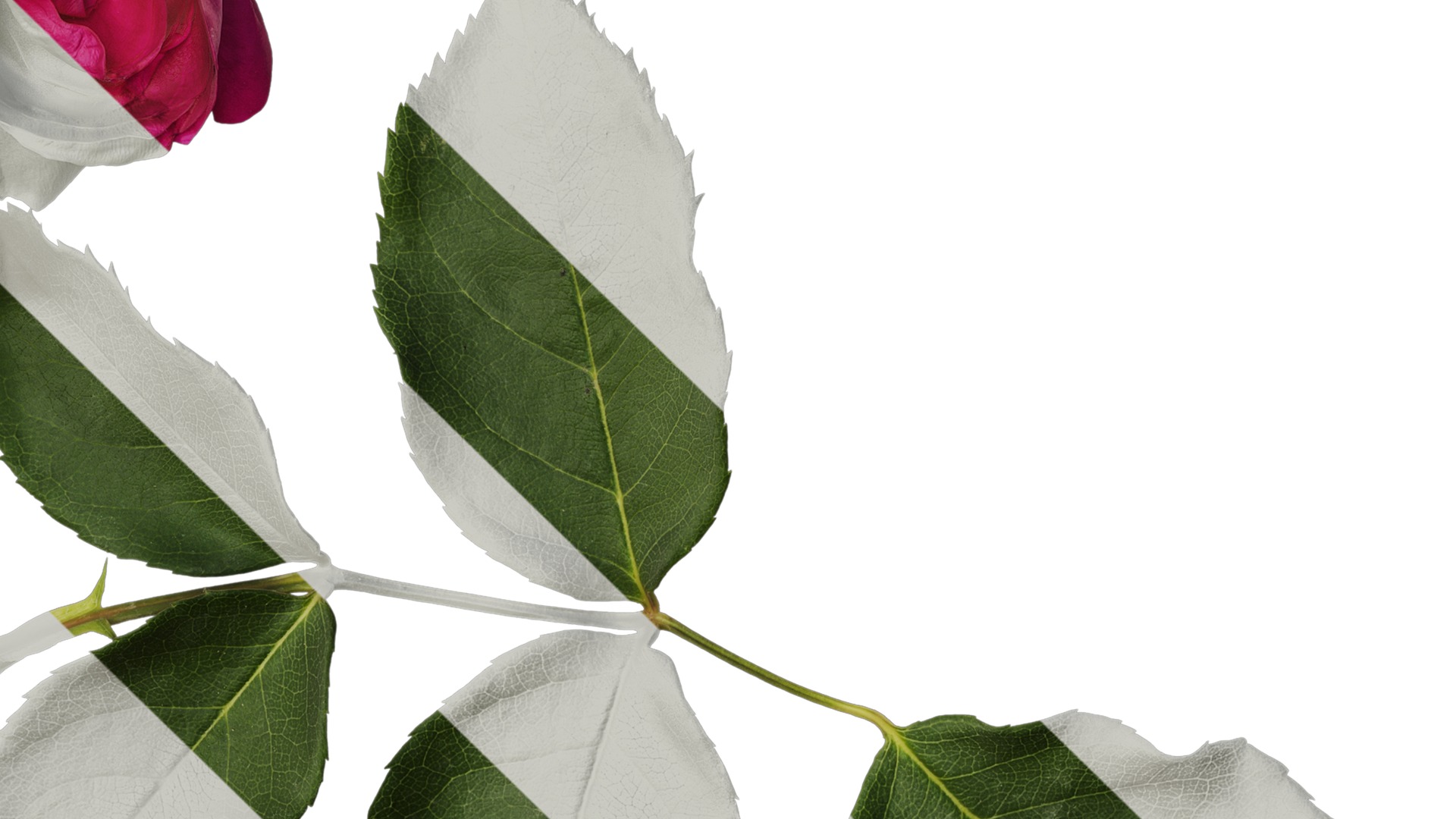 Anydrafts Rosa chinensis Flower 24 Texture_4