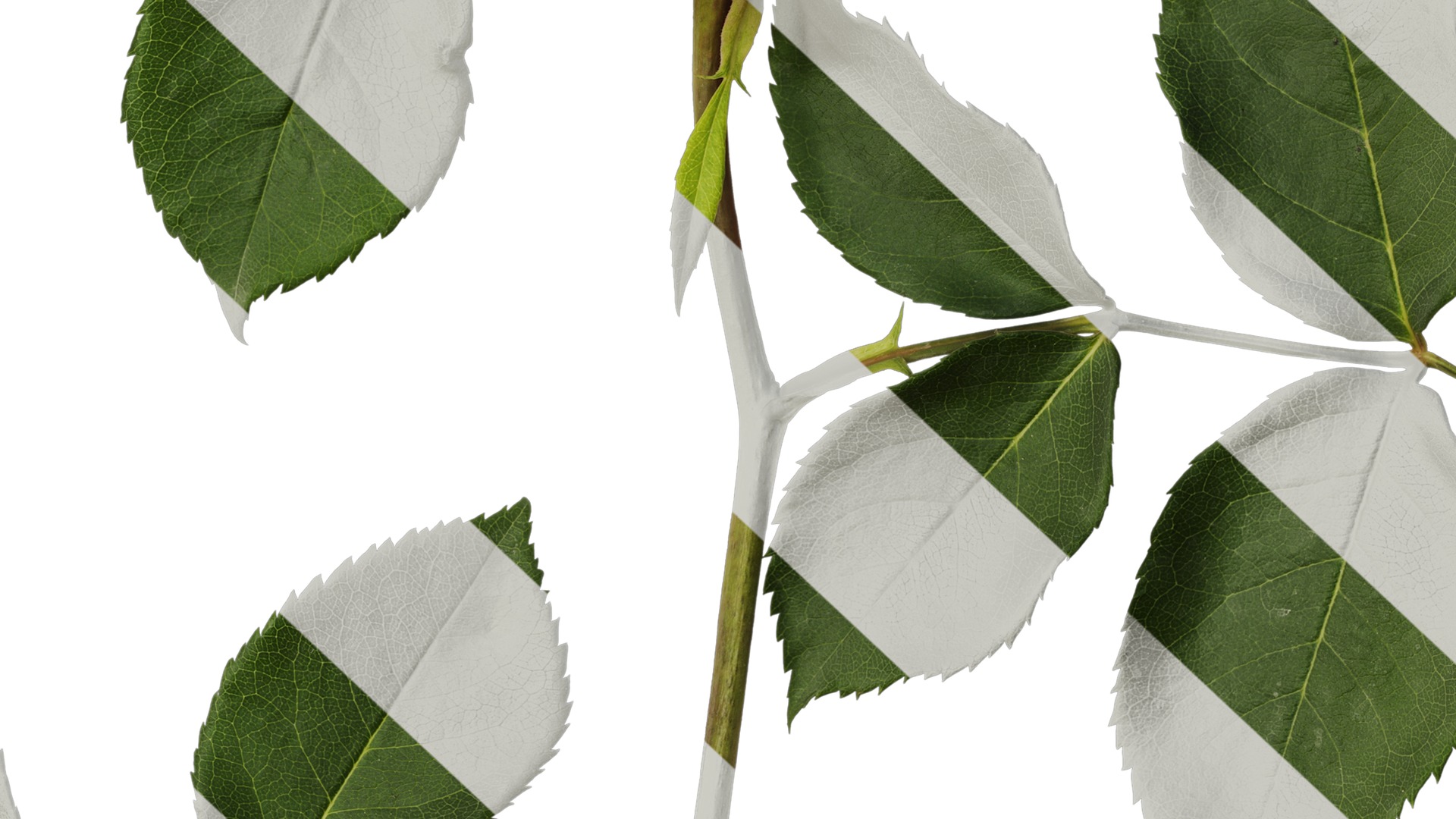 Anydrafts Rosa chinensis Flower 24 Texture_7