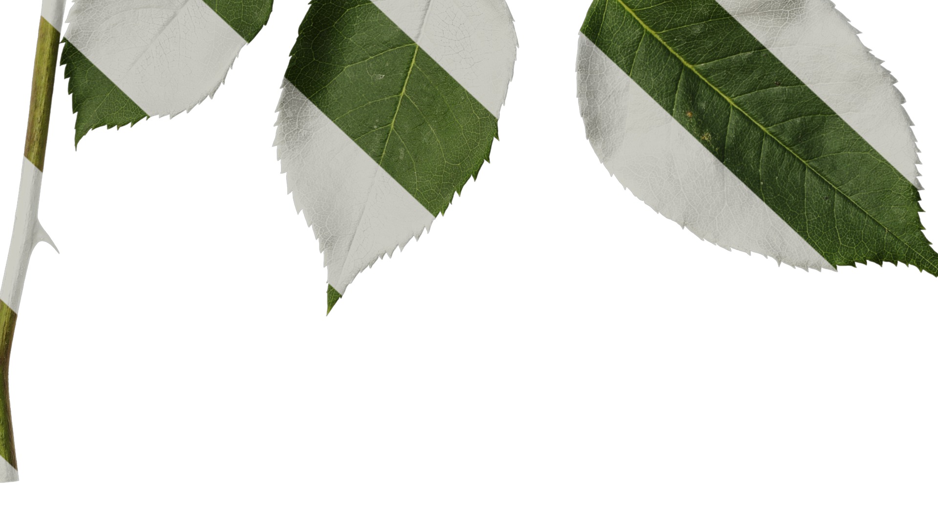 Anydrafts Rosa chinensis Flower 24 Texture_6