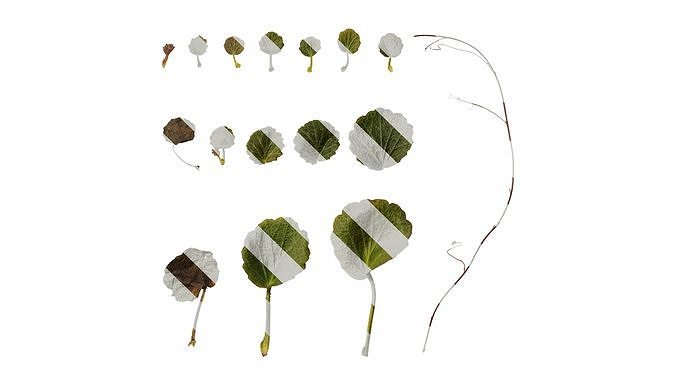 Anydrafts Saxifraga stolonifera Leaf 02 F Texture