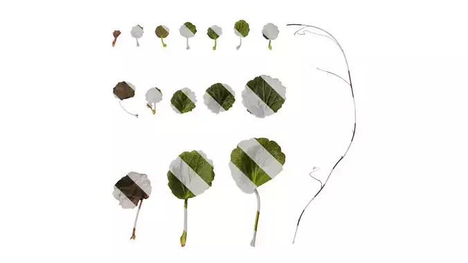 Anydrafts Saxifraga stolonifera Leaf 02 F