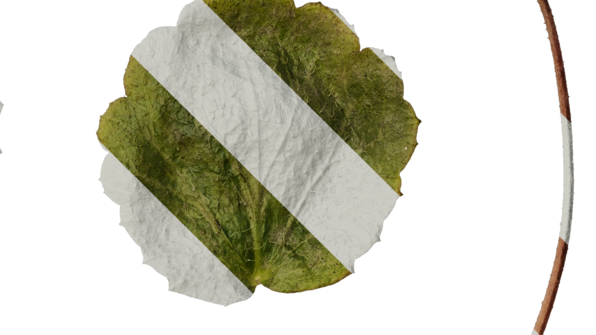 Anydrafts Saxifraga stolonifera Leaf 04 F Texture_2