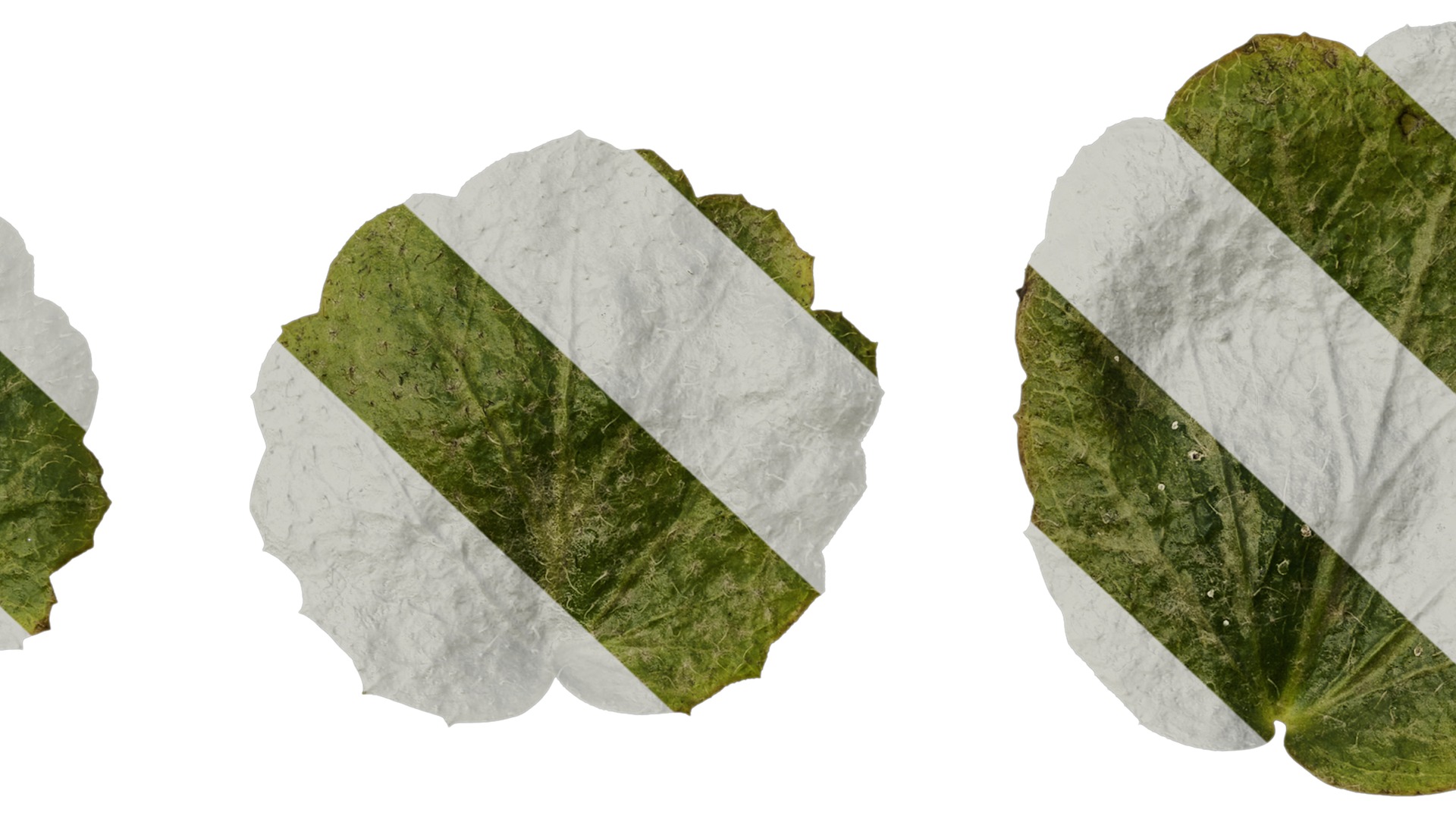 Anydrafts Saxifraga stolonifera Leaf 04 F Texture_7