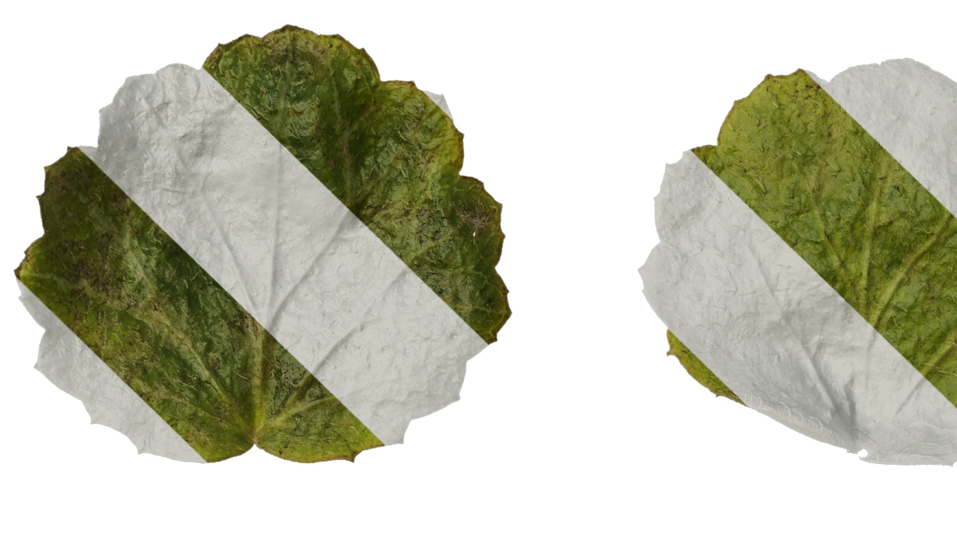 Anydrafts Saxifraga stolonifera Leaf 04 F Texture_1