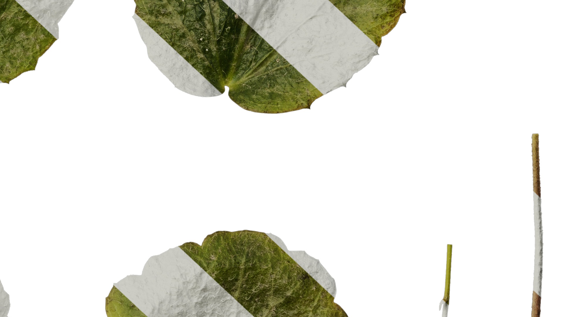 Anydrafts Saxifraga stolonifera Leaf 04 F Texture_6