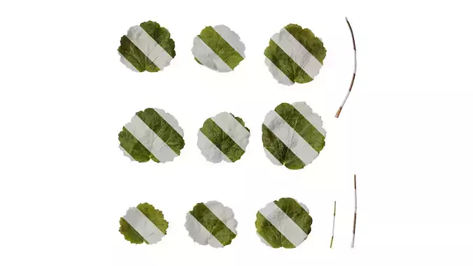 Anydrafts Saxifraga stolonifera Leaf 04 F