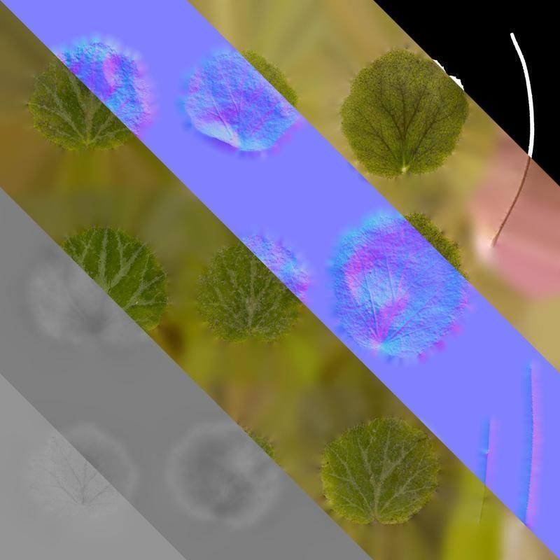 Anydrafts Saxifraga stolonifera Leaf 04 F Texture_8