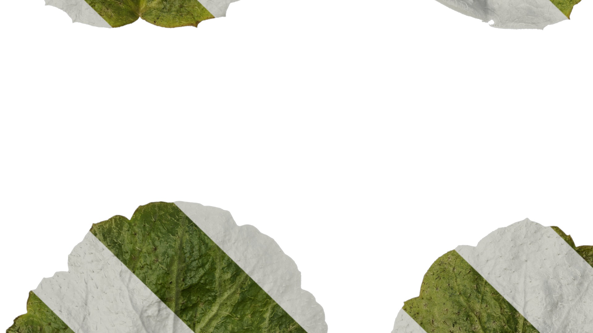 Anydrafts Saxifraga stolonifera Leaf 04 F Texture_3