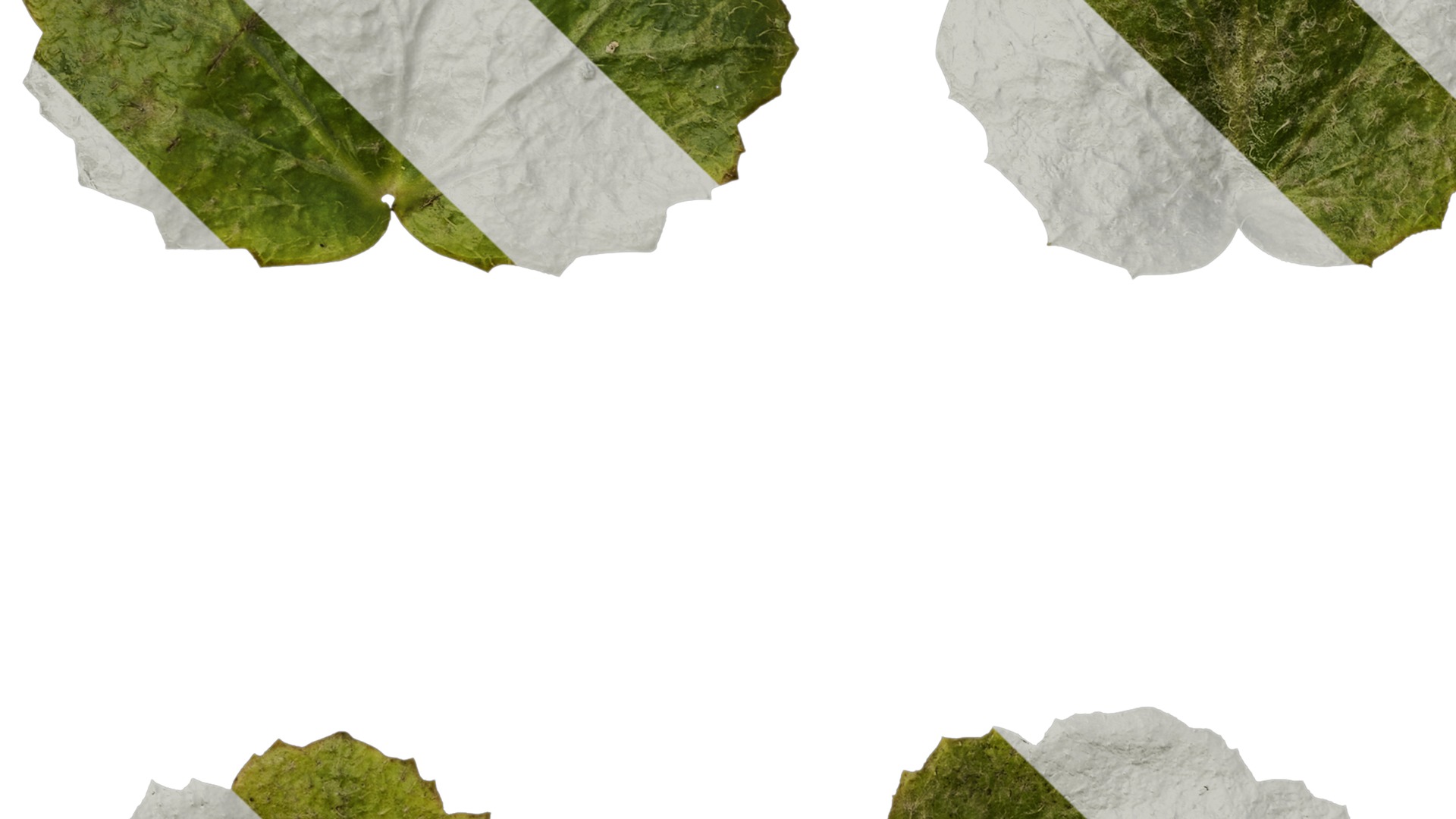 Anydrafts Saxifraga stolonifera Leaf 04 F Texture_5