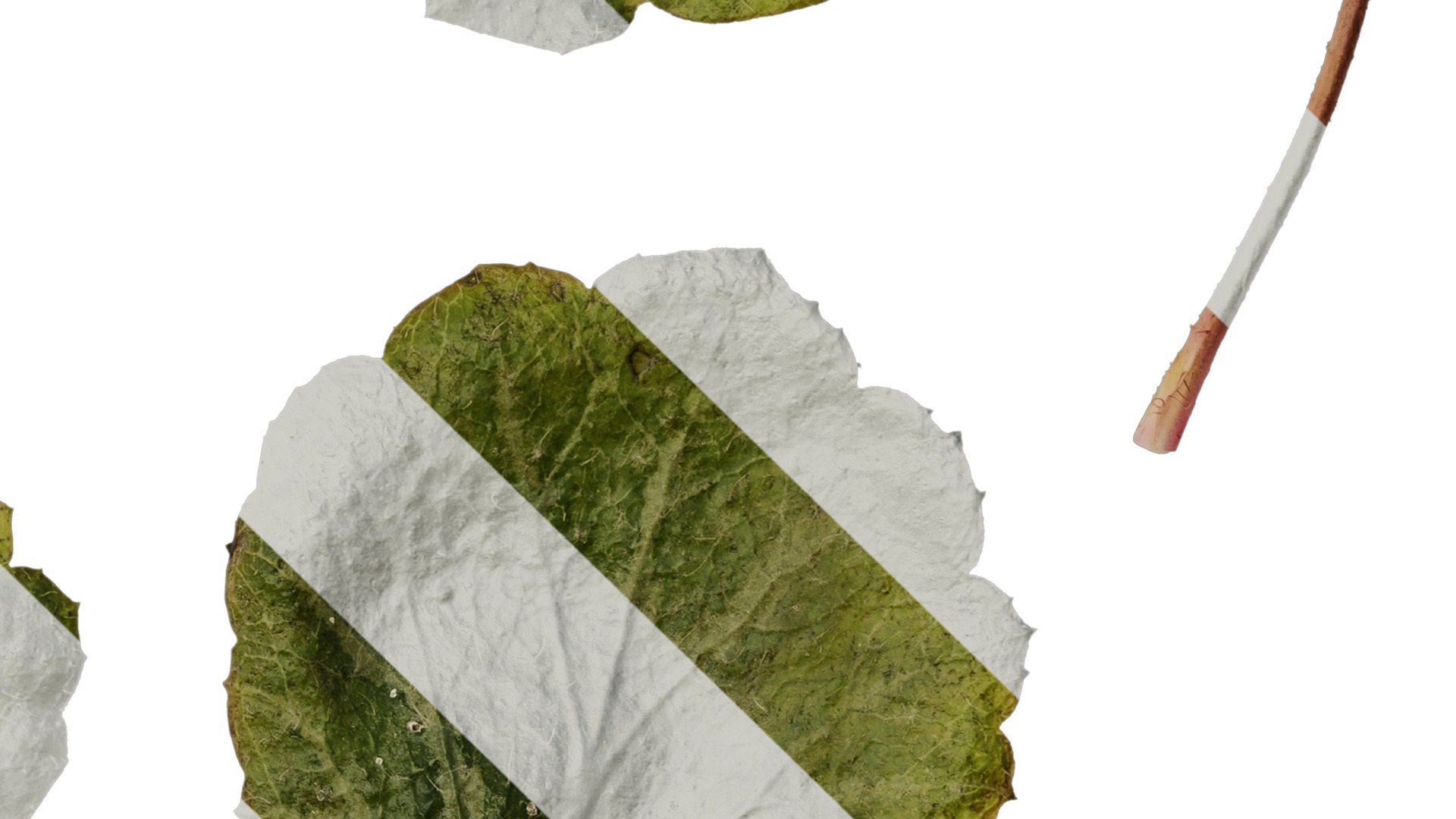 Anydrafts Saxifraga stolonifera Leaf 04 F Texture_4