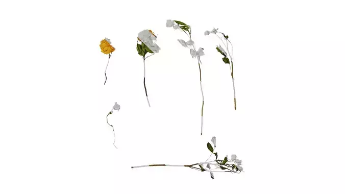 Anydrafts Rosa rugosa Atlas 48