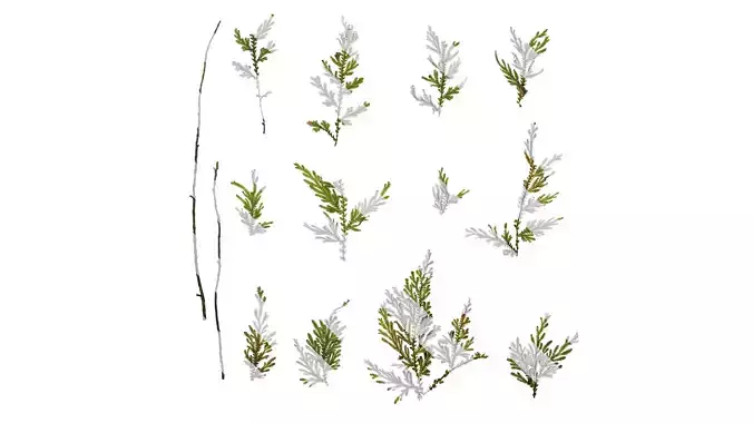 Anydrafts Selaginella tamariscina Atlas 02