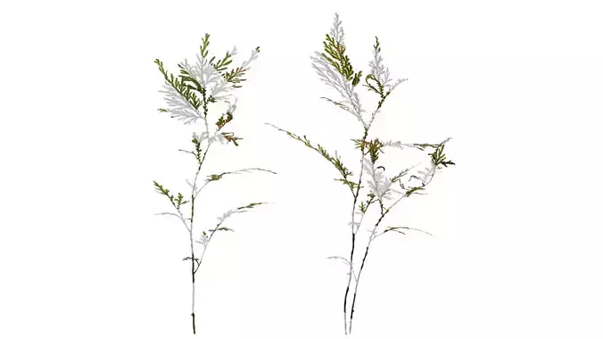 Anydrafts Selaginella tamariscina Atlas 03