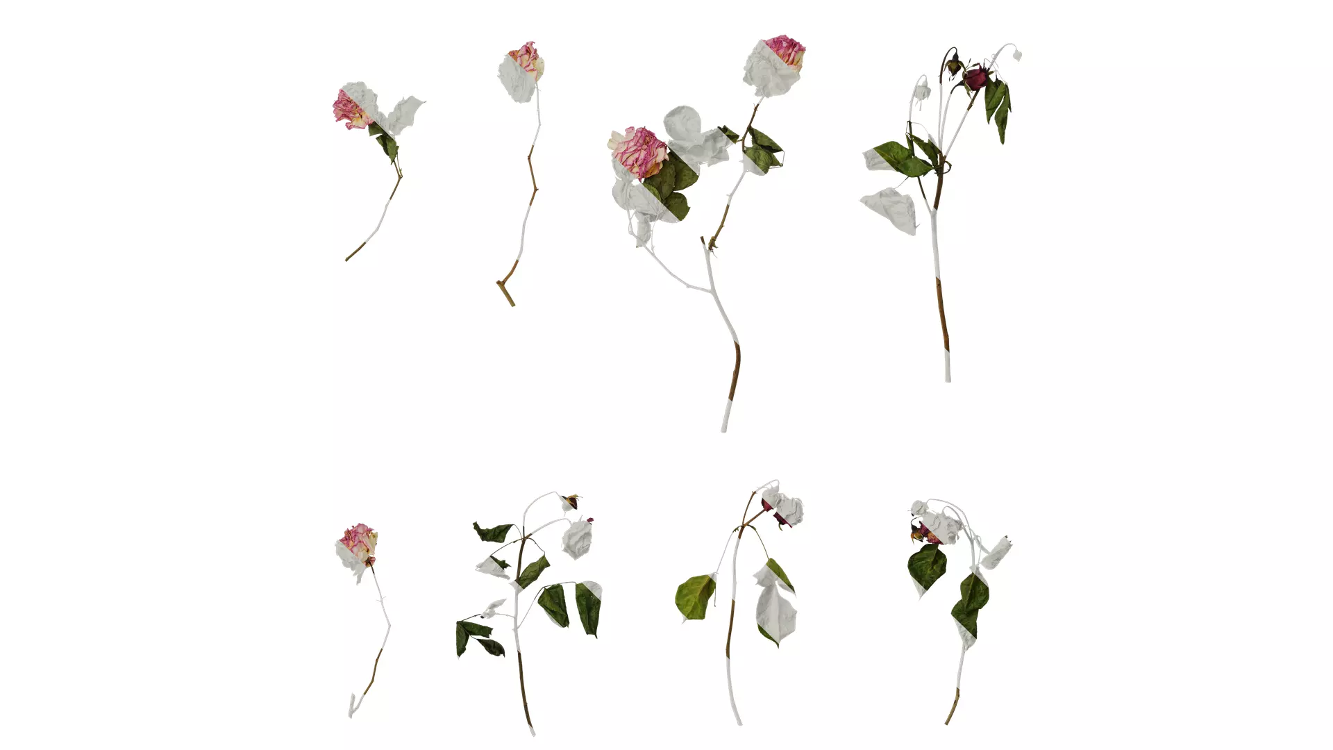Anydrafts Rosa rugosa Atlas 49 Texture