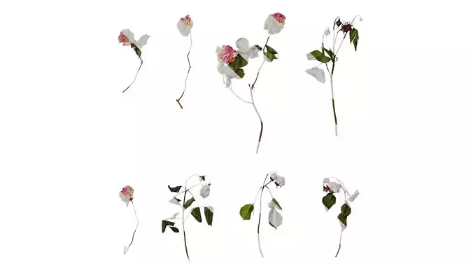 Anydrafts Rosa rugosa Atlas 49