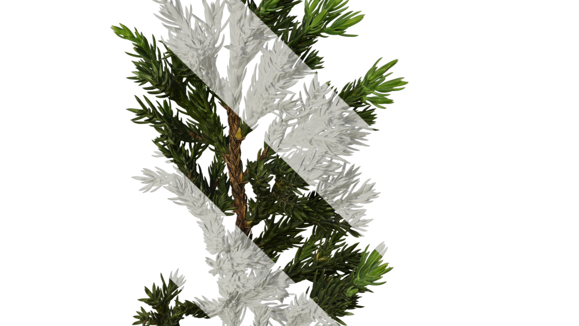 Anydrafts Sabina procumbens Atlas 18 Texture_4