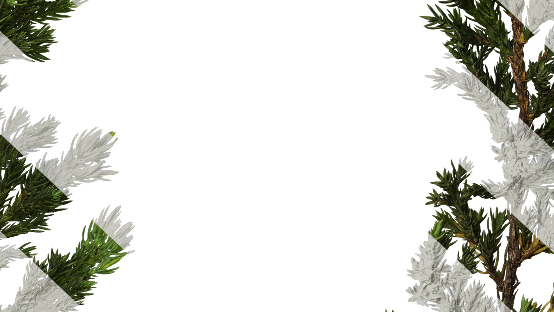 Anydrafts Sabina procumbens Atlas 18 Texture_7