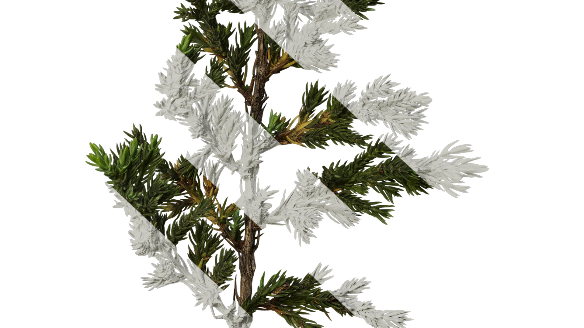 Anydrafts Sabina procumbens Atlas 18 Texture_6