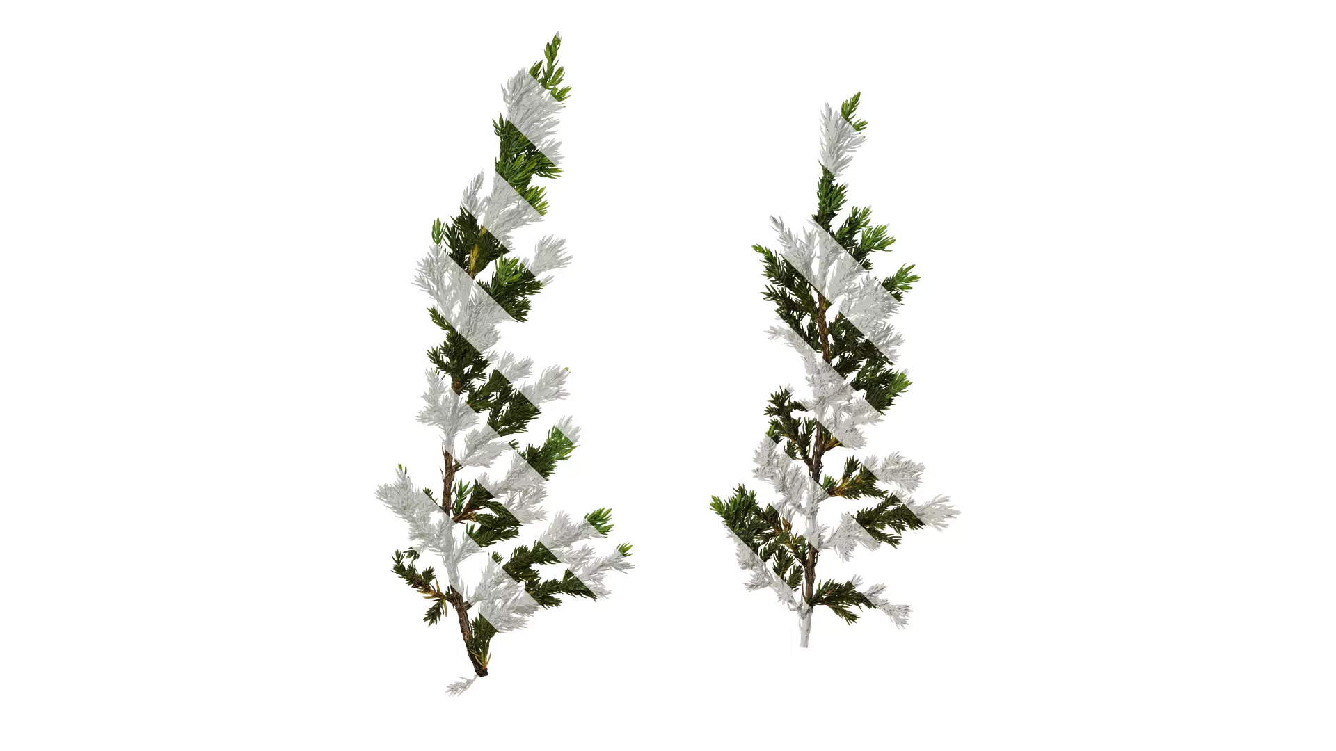 Anydrafts Sabina procumbens Atlas 18 Texture_0