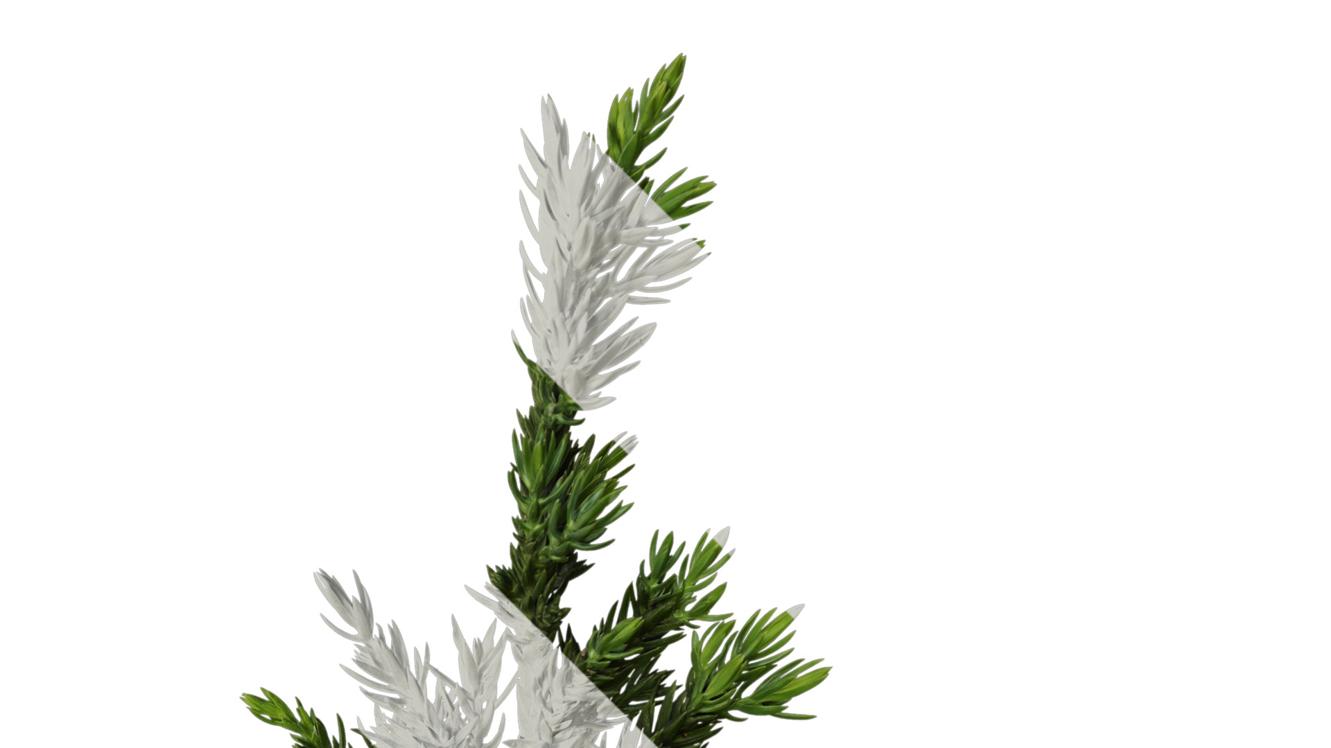 Anydrafts Sabina procumbens Atlas 18 Texture_2