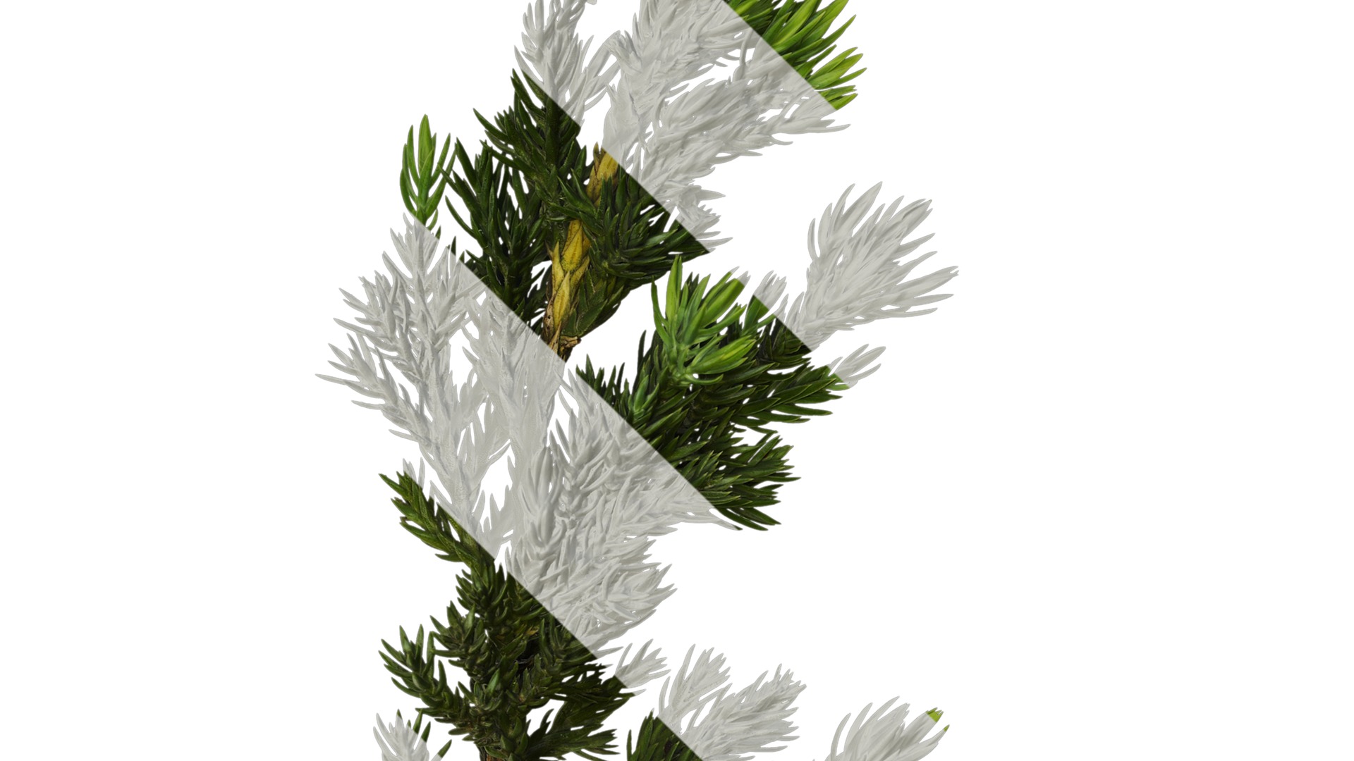 Anydrafts Sabina procumbens Atlas 18 Texture_3