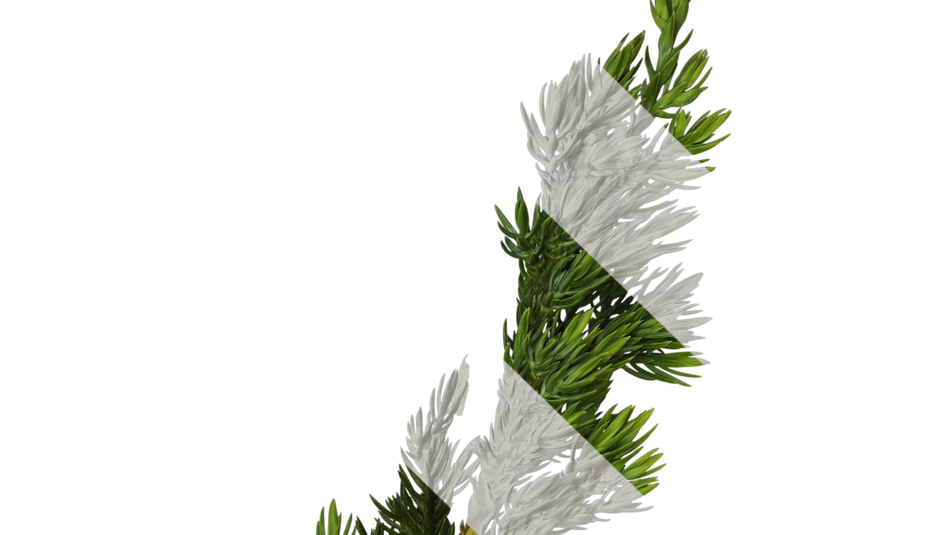 Anydrafts Sabina procumbens Atlas 18 Texture_1