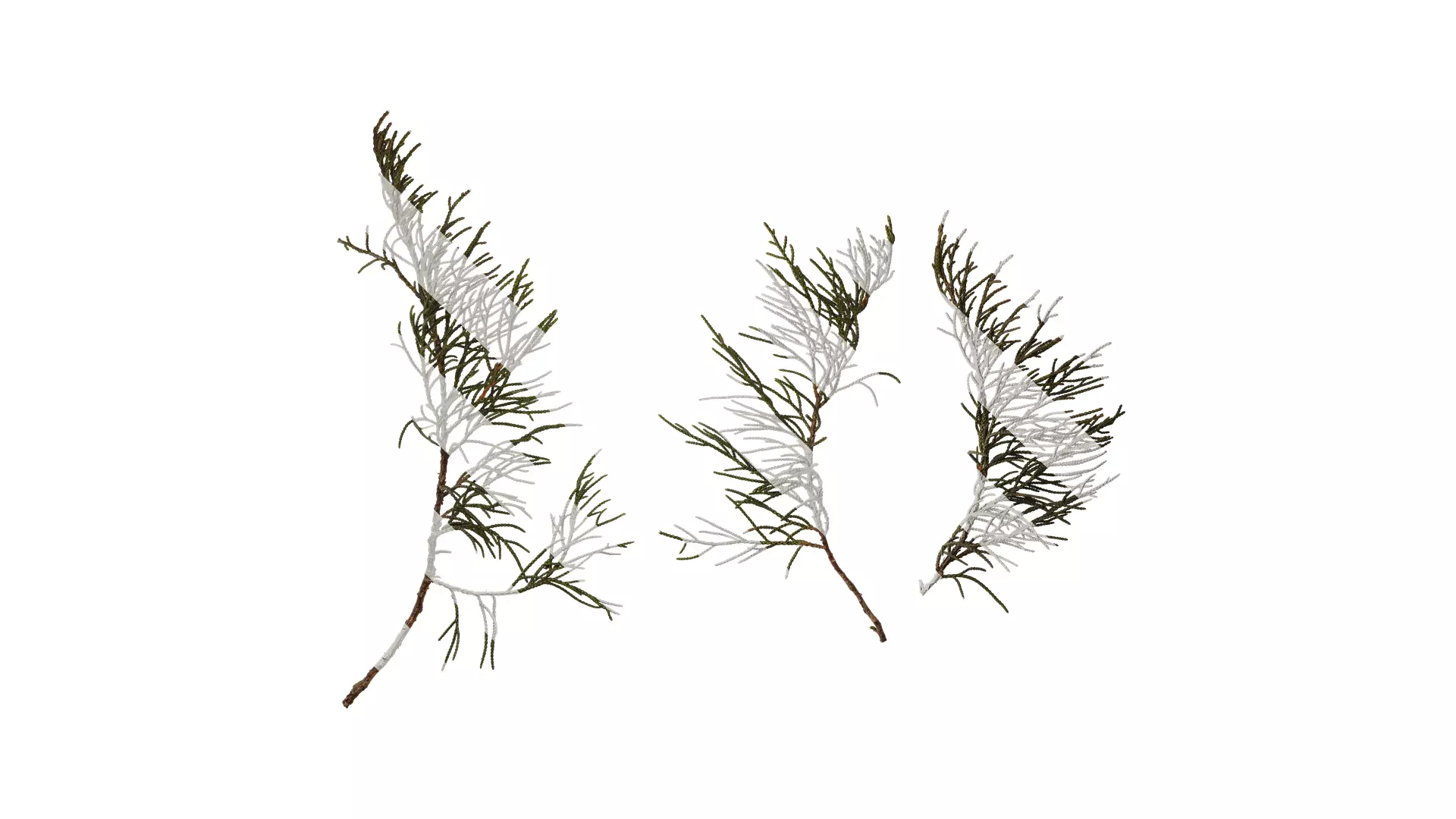 Anydrafts Sabina virginiana Atlas 03 Texture