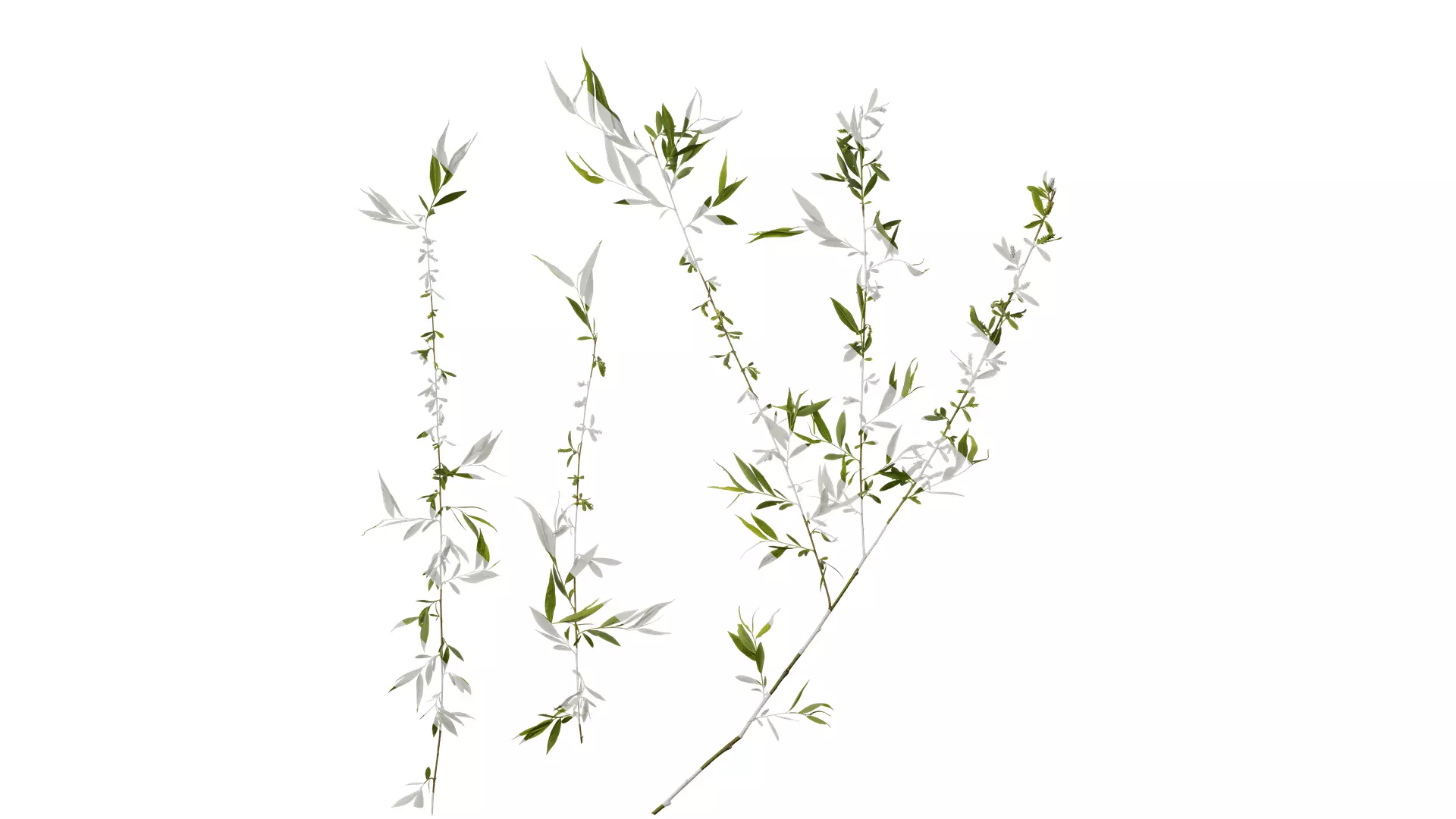 Anydrafts Salix Atlas 04 Texture